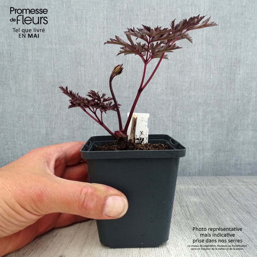 Exemplaar van Actaea simplex James Compton - Zilverkaars Kweekpotje van 8/9 cm zoals geleverd in de lente