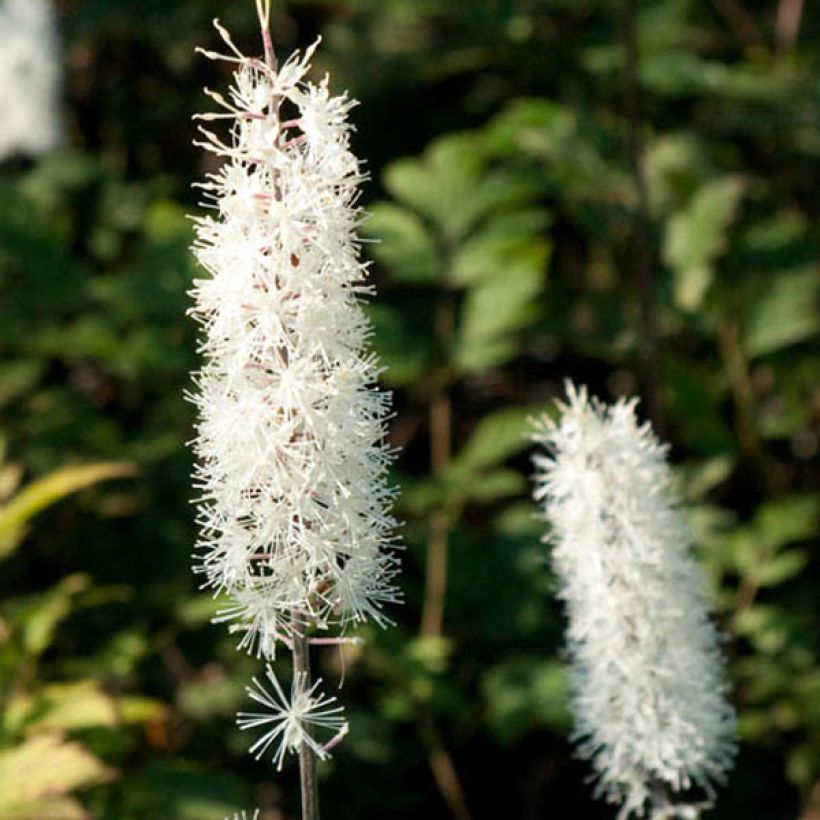 Actaea simplex Atropurpurea - Zilverkaars (Flowering)