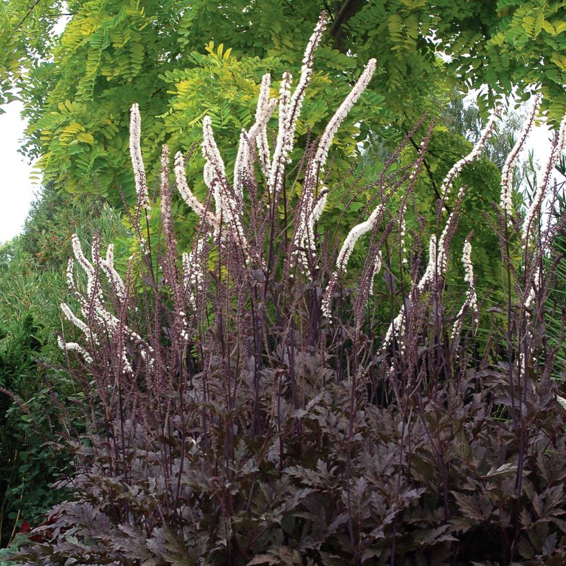 Actaea Black Negligee - Zilverkaars (Plant habit)