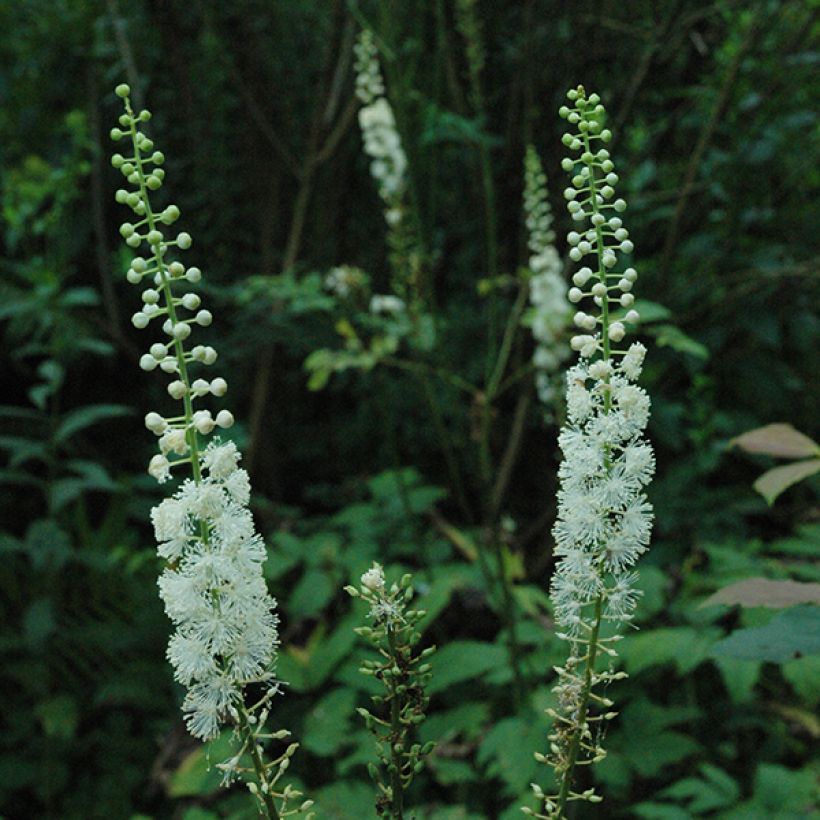 Actaea racemosa - Zwarte zilverkaars (Flowering)