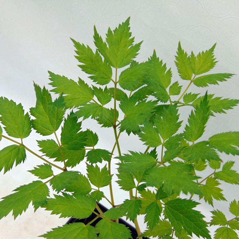 Actaea racemosa - Zwarte zilverkaars (Foliage)