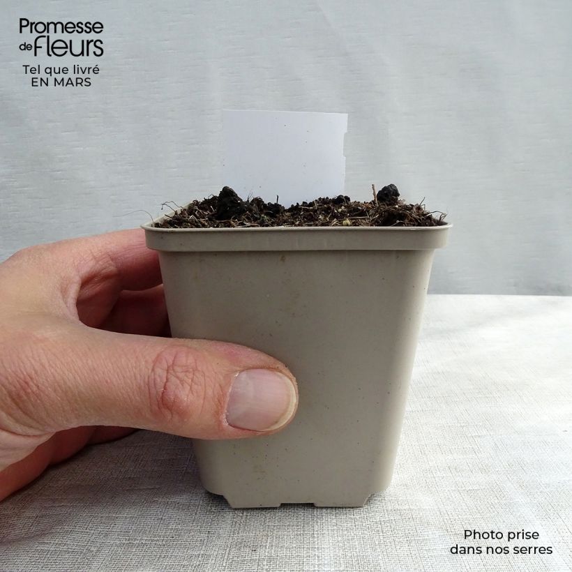 Example of Cimicifuga racemosa - Cierge d'argent Kweekpotje van 8/9 cm as you get in hiver