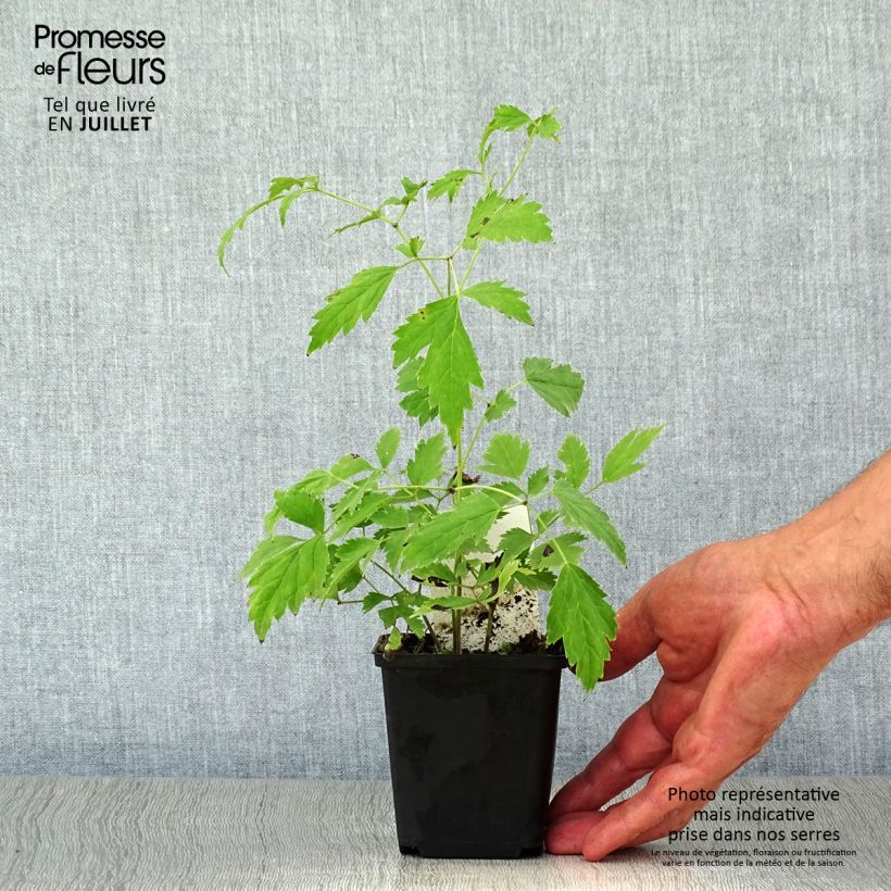 Exemplaar van Actaea racemosa - Zwarte zilverkaars Kweekpotje van 8/9 cm zoals geleverd in de zomer