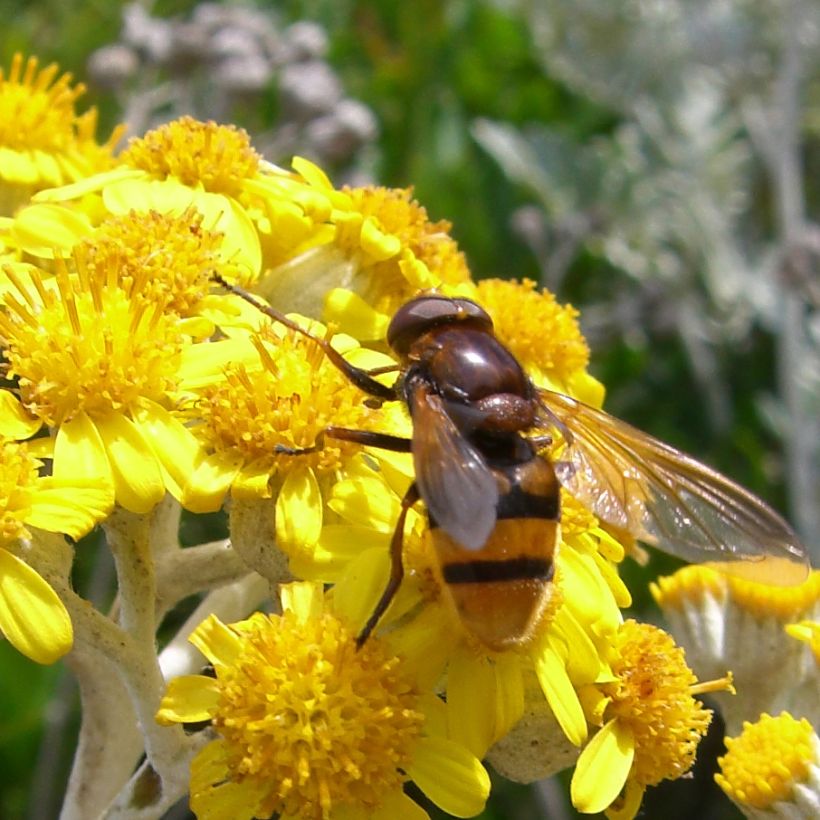 Senecio cineraria Silver Dust (plugplanten) - Zilverkruiskruid (Flowering)
