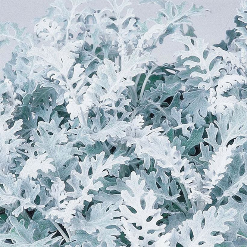 Senecio cineraria Silver Dust (plugplanten) - Zilverkruiskruid (Foliage)