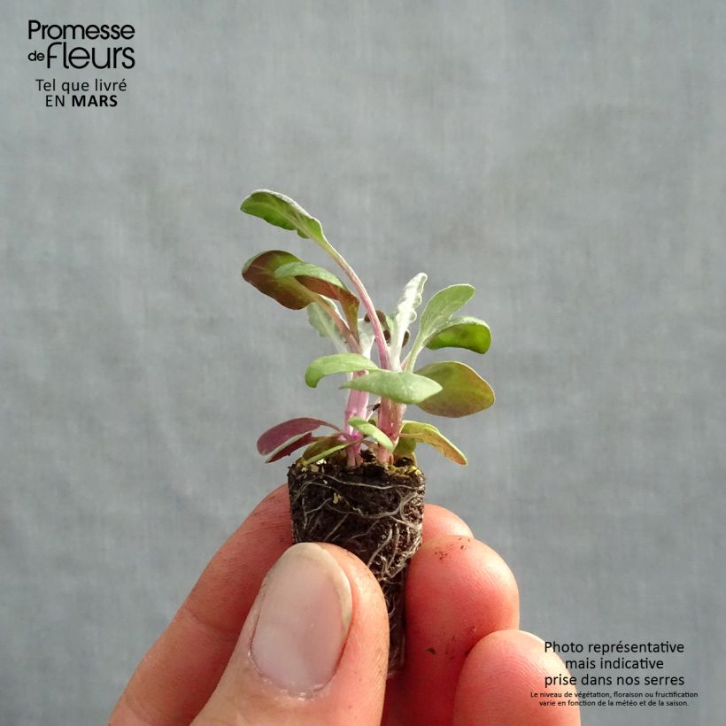 Example of Cinéraire maritime Silver Dust Minimotte Mini-mot Ø 1,5/2,5 cm as you get in printemps