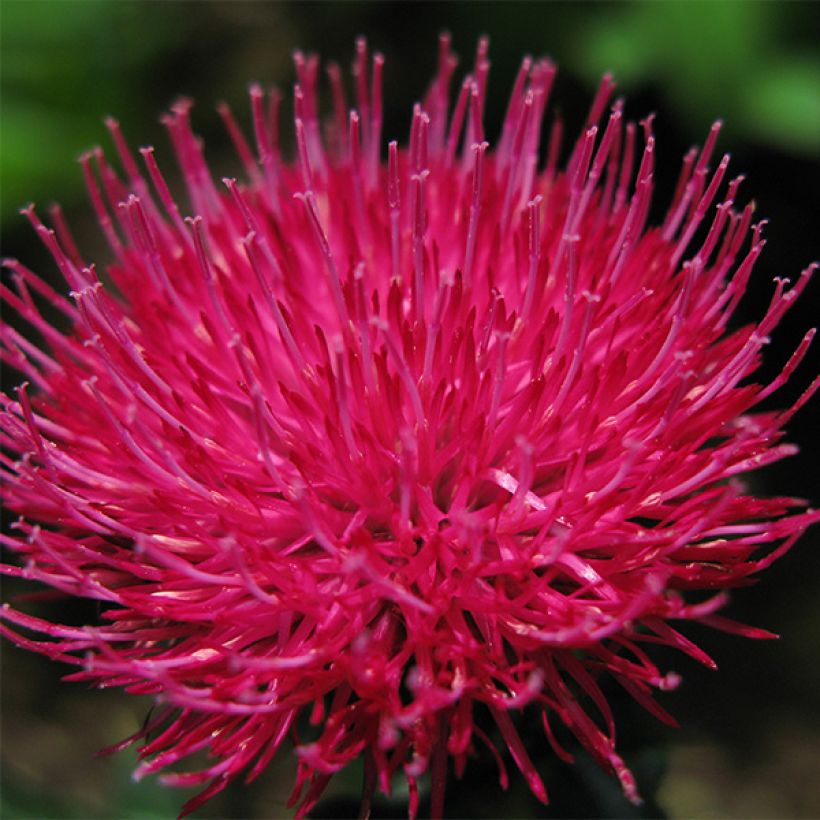 Cirsium japonicum Rose Beauty - Vederdistel (Bloei)