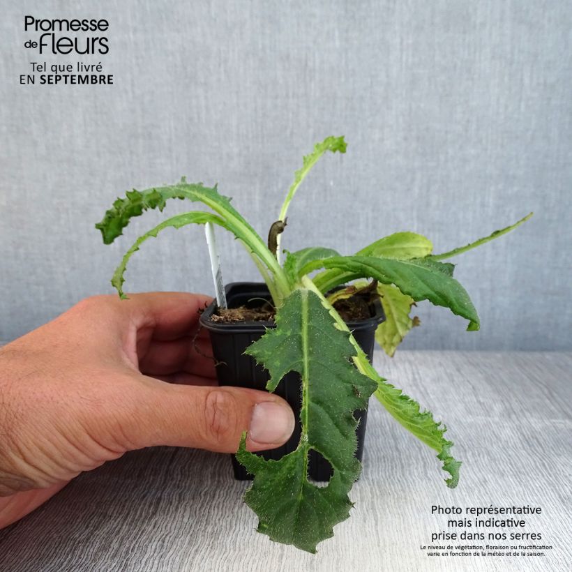 Exemplaar van Cirsium japonicum Rose Beauty - Vederdistel Kweekpotje van 8/9 cm zoals geleverd in de herfst