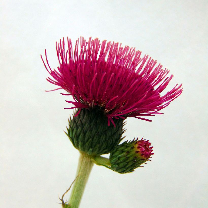 Cirsium rivulare Atropurpureum - Beekdistel (Flowering)