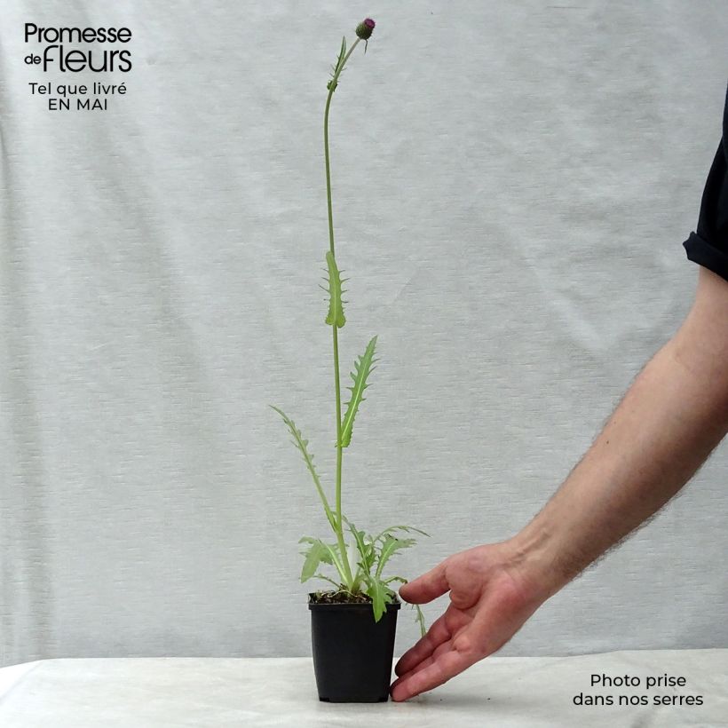 Exemplaar van Cirsium rivulare Atropurpureum - Beekdistel Kweekpotje van 8/9 cm zoals geleverd in de lente