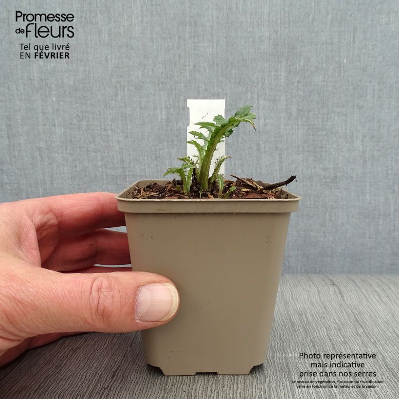 Example of Cirsium rivulare Frosted Magic - Cirse des rives Kweekpotje van 8/9 cm as you get in hiver