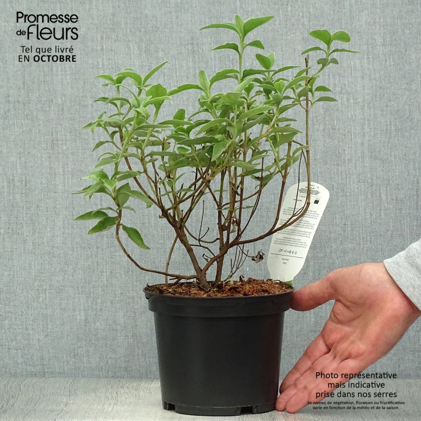 Exemplaar van Cistus argenteus Silver Pink - Rotsroos Pot van 2 l/3 l zoals geleverd in de herfst