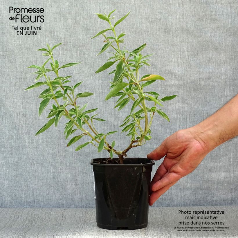 Exemplaar van Cistus argenteus Silver Pink - Rotsroos Pot van 2 l/3 l zoals geleverd in de zomer