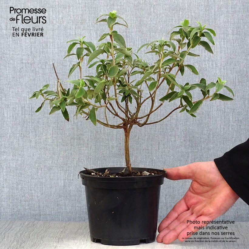 Example of Cistus argenteus Silver Pink - Rotsroos Pot van 2 l/3 l as you get in hiver