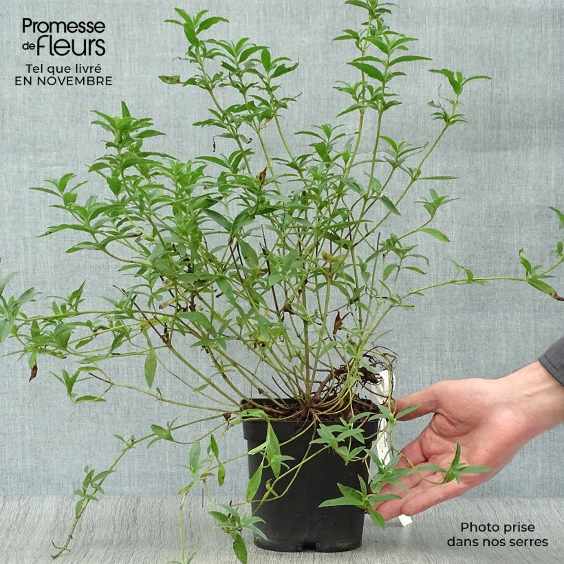 Exemplaar van Cistus lusitanicus Decumbens - Rotsroos Pot van 2 l/3 l zoals geleverd in de herfst