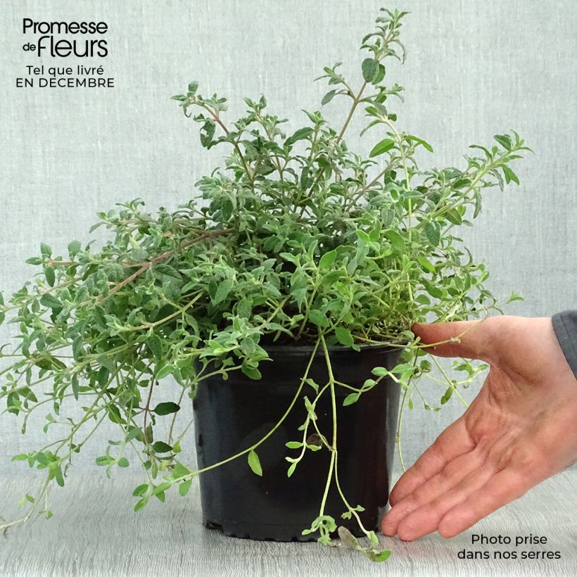 Example of Ciste obtusifolius - Cistus obtusifolius Pot van 2 l/3 l as you get in hiver