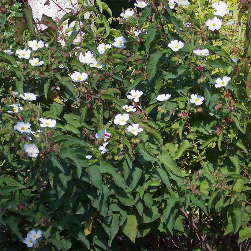 Cistus populifolius - Rotsroos (Groeiplaats)