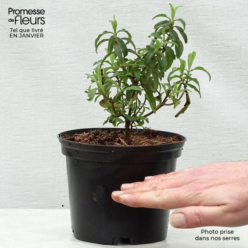 Example of Cistus Alan Fradd - Ciste pourpre à fleurs blanches. Pot van 2 l/3 l as you get in hiver