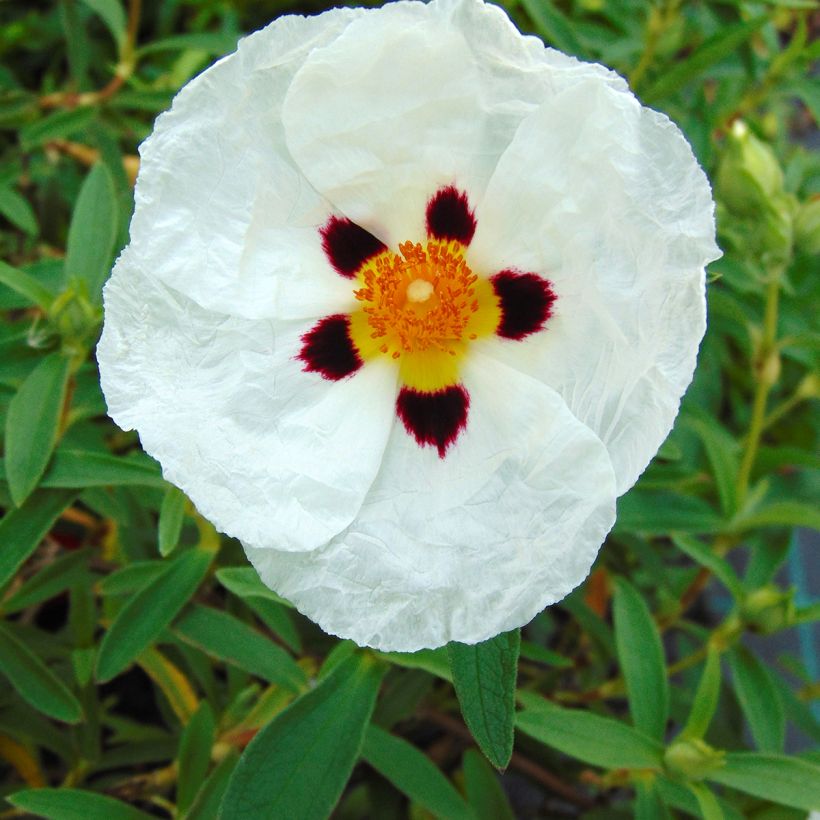 Cistus purpureus Alan Fradd - Bonte cistus (Flowering)