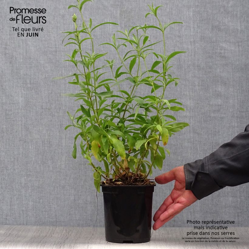 Exemplaar van Cistus purpureus Alan Fradd - Bonte cistus Pot van 2 l/3 l zoals geleverd in de zomer
