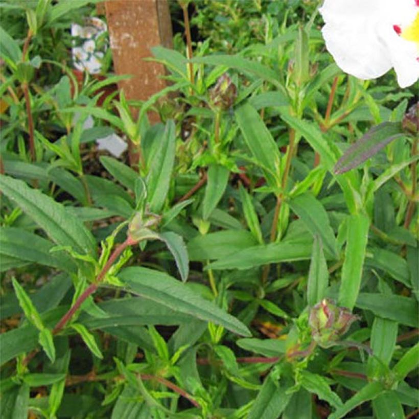 Cistus ladanifer x loretii - Rotsroos (Foliage)