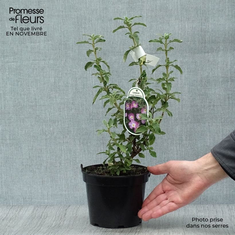 Exemplaar van Cistus argenteus Peggy Sammons - Rotsroos Pot van 2 l/3 l zoals geleverd in de herfst