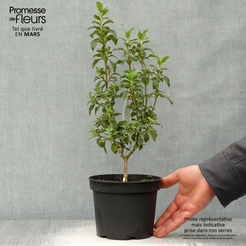 Exemplaar van Cistus argenteus Peggy Sammons - Rotsroos Pot van 2 l/3 l zoals geleverd in de lente