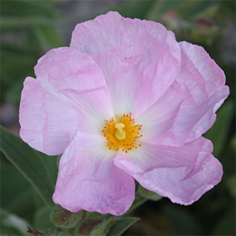 Cistus argenteus Peggy Sammons - Rotsroos (Flowering)