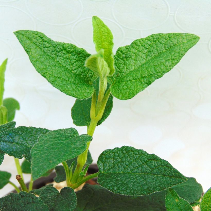 Cistus corbariensis - Rotsroos (Foliage)