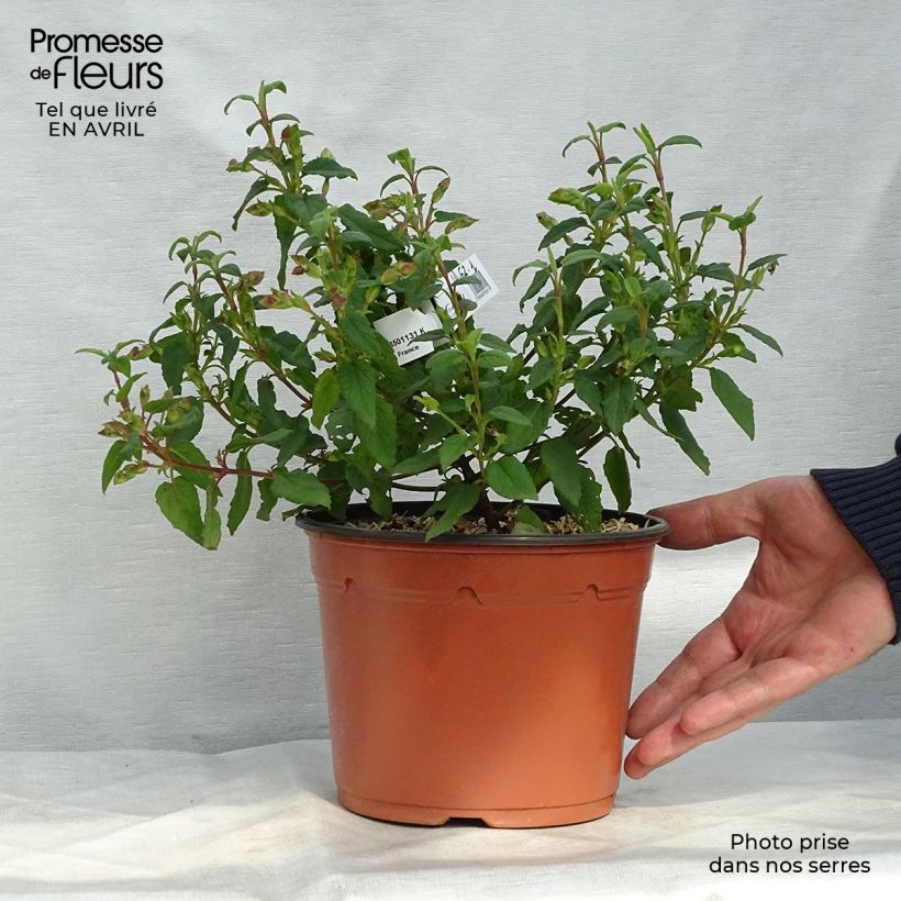 Exemplaar van Cistus corbariensis - Rotsroos Pot van 2 l/3 l zoals geleverd in de lente