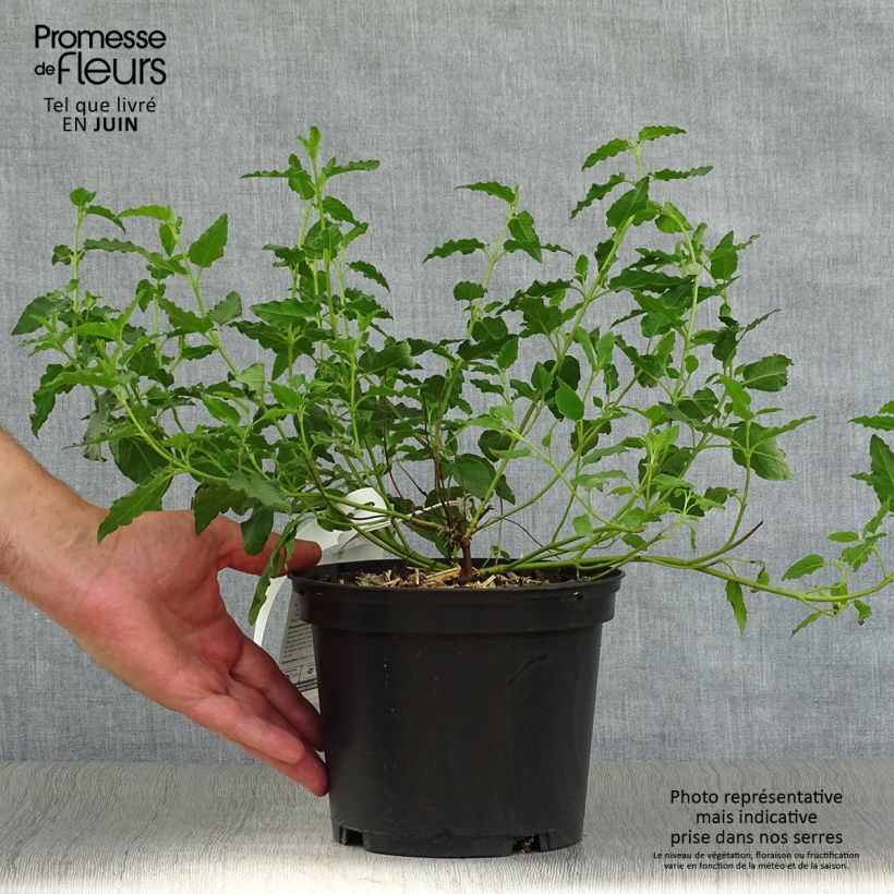 Exemplaar van Cistus corbariensis - Rotsroos Pot van 2 l/3 l zoals geleverd in de zomer