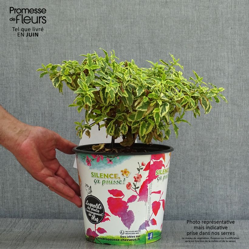 Exemplaar van Cistus corbariensis Little Miss Sunshine - Rotsroos Pot van 3 l/4 l zoals geleverd in de zomer