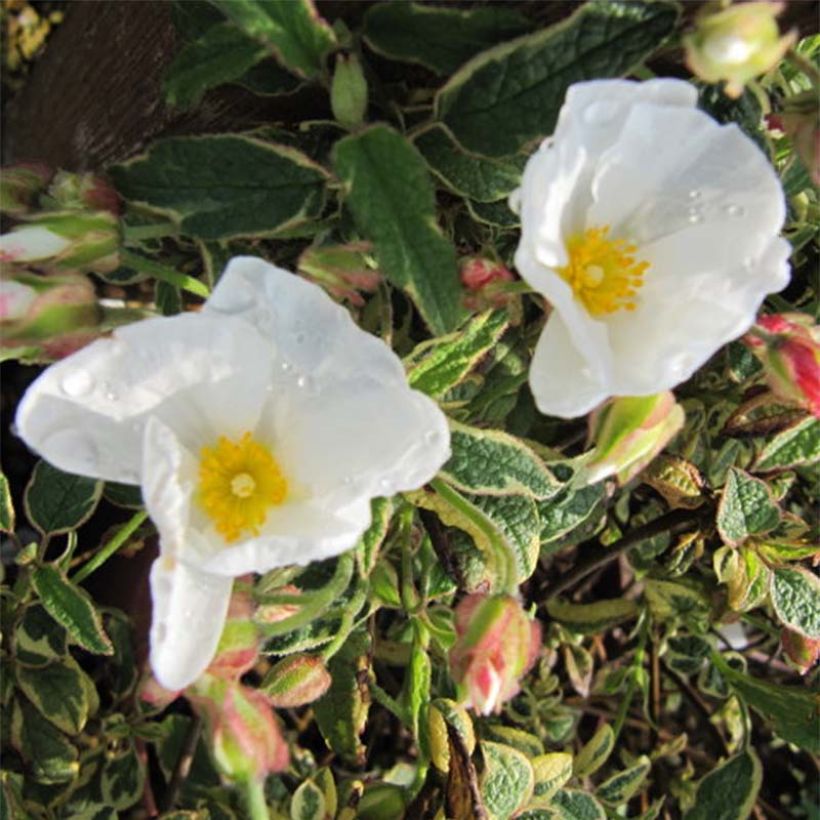 Cistus corbariensis Rospico - Rotsroos (Flowering)