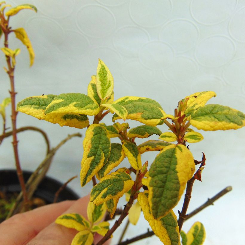 Cistus corbariensis Rospico - Rotsroos (Foliage)