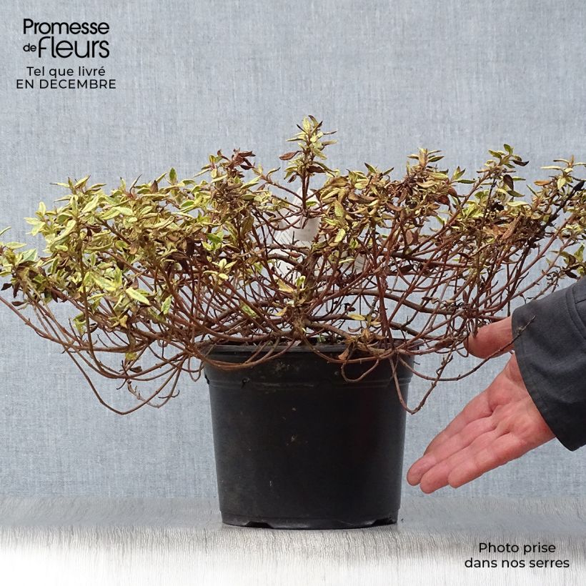 Example of Cistus corbariensis Rospico - Ciste des Corbières panaché. Pot van 2 l/3 l as you get in hiver