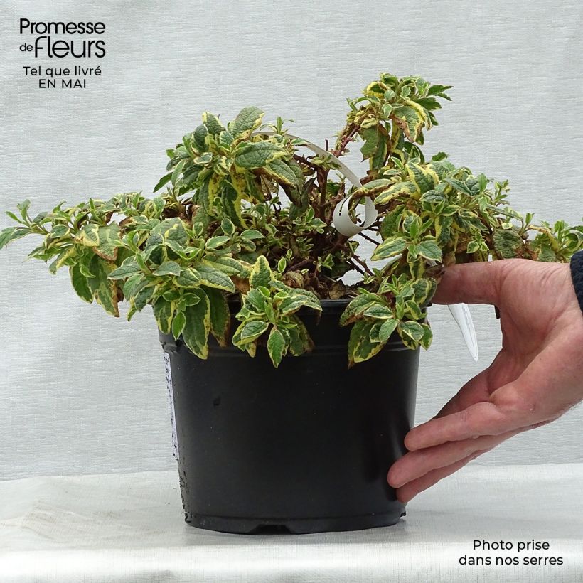 Exemplaar van Cistus corbariensis Rospico - Rotsroos Pot van 2 l/3 l zoals geleverd in de lente