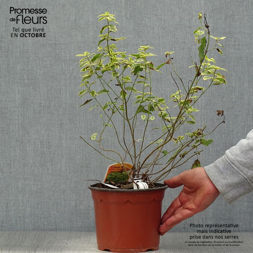 Exemplaar van Cistus corbariensis Rospico - Rotsroos Pot van 2 l/3 l zoals geleverd in de herfst
