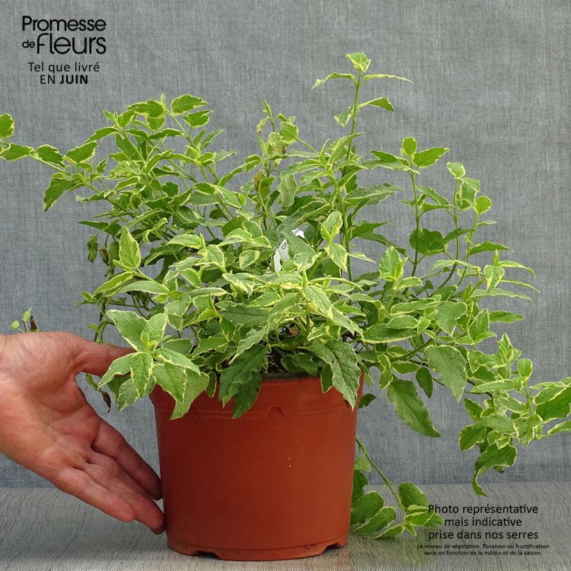 Exemplaar van Cistus corbariensis Rospico - Rotsroos Pot van 2 l/3 l zoals geleverd in de zomer