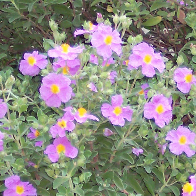 Cistus creticus - Rotsroos (Flowering)