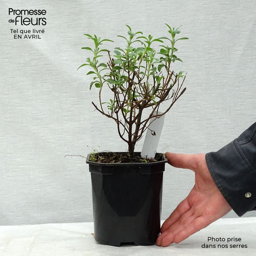 Exemplaar van Cistus creticus - Rotsroos Pot van 3 l/4 l zoals geleverd in de lente