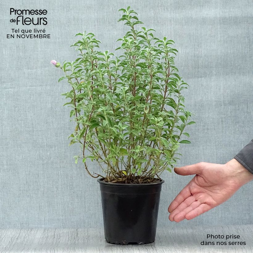 Exemplaar van Cistus creticus - Rotsroos Pot van 3 l/4 l zoals geleverd in de herfst