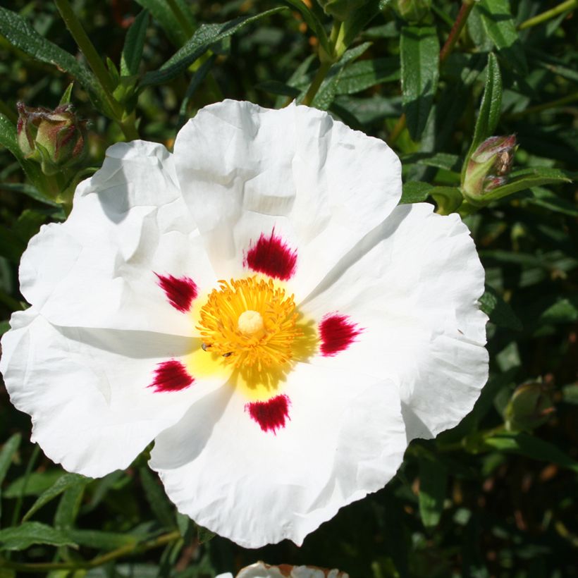 Cistus dansereaui Jenkyn Place - Rotsroos (Bloei)