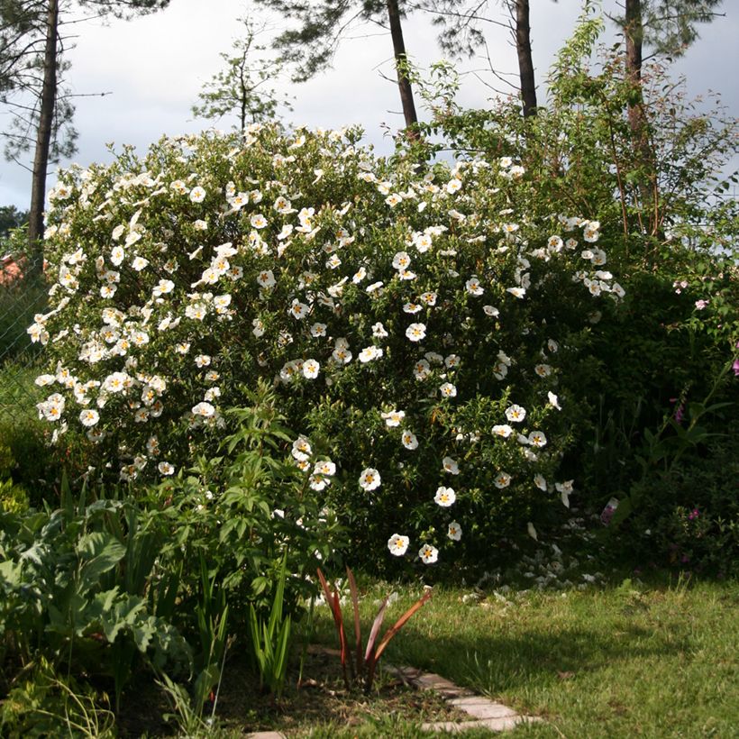 Cistus dansereaui Jenkyn Place - Rotsroos (Groeiplaats)