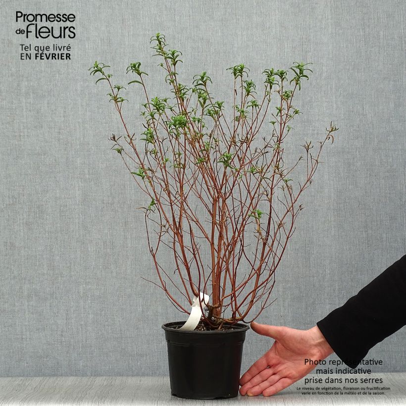 Example of Cistus monspeliensis - Ciste de Montpellier Pot van 2 l/3 l as you get in hiver