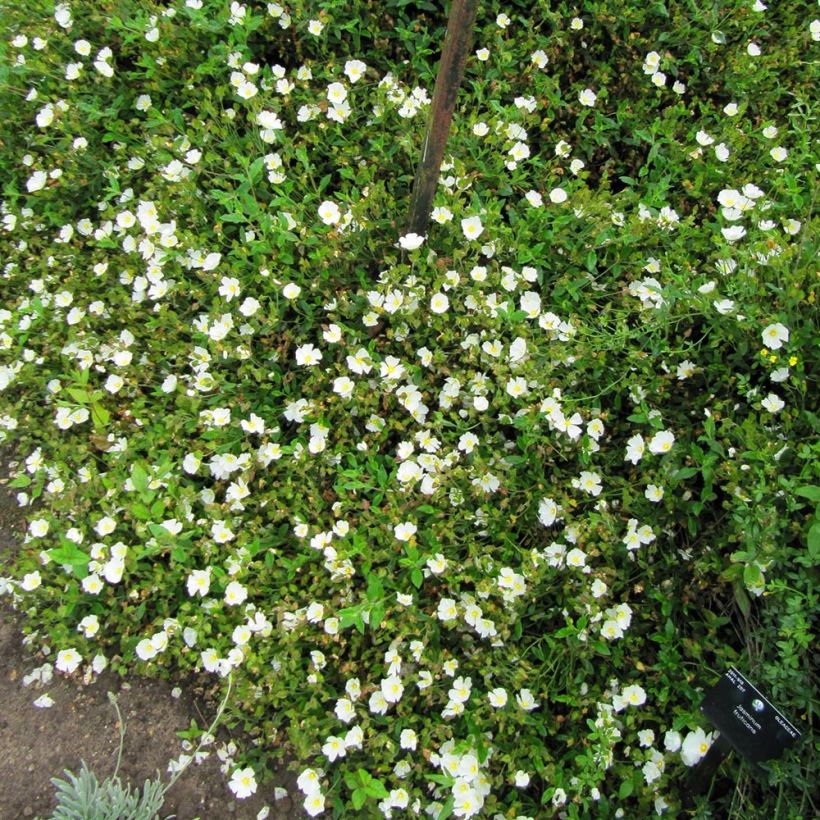 Cistus obtusifolius - Rotsroos (Plant habit)