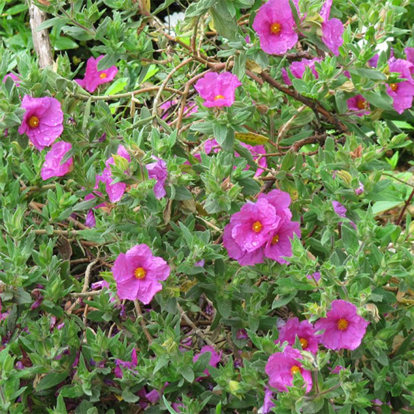 Cistus pulverulentus - Rotsroos (Flowering)