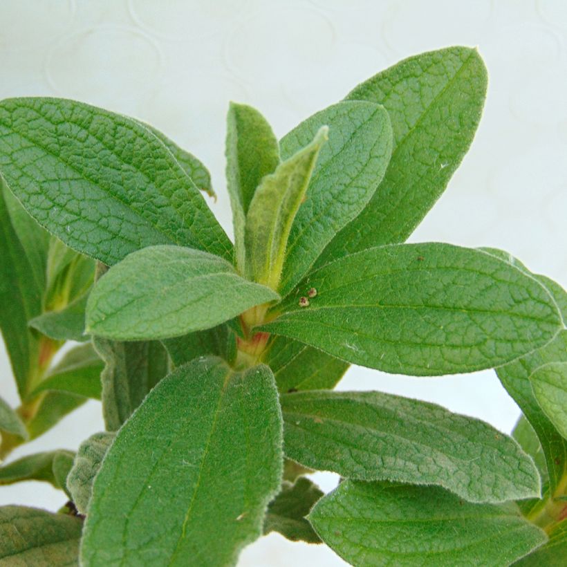 Cistus pulverulentus - Rotsroos (Foliage)