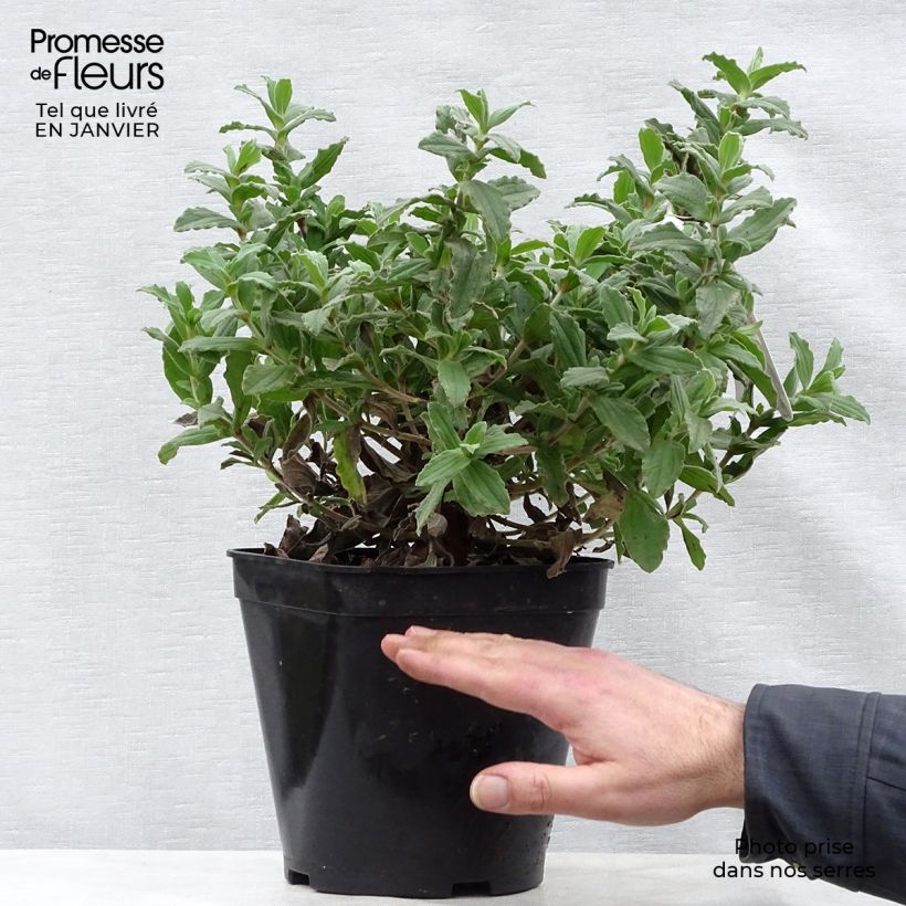 Example of Cistus pulverulentus - Ciste pulvérulent Pot van 2 l/3 l as you get in hiver