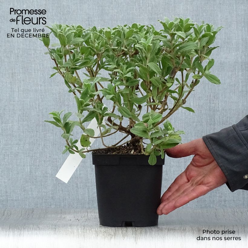 Example of Cistus pulverulentus Sunset - Ciste pulvérulent Pot van 2 l/3 l as you get in hiver