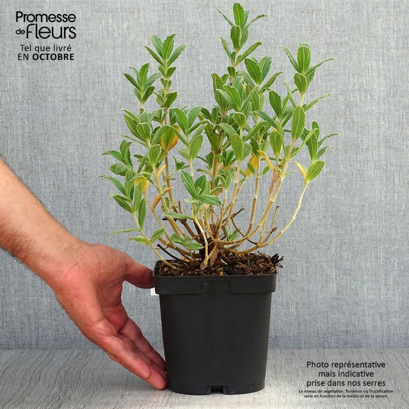 Exemplaar van Cistus pulverulentus Sunset - Rotsroos Pot van 2 l/3 l zoals geleverd in de herfst